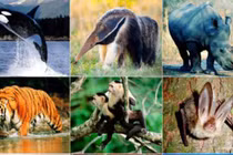 Ngà voi ma mút đã qua chế biến có được nhập khẩu?