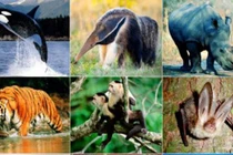 Ngà voi ma mút đã qua chế biến có được nhập khẩu?