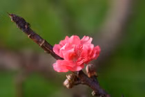 Chùm ảnh: Thợ trồng đào Tứ Liên tuốt lá sẵn sàng vào vụ Tết