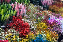 Cận Tết Tân Sửu: Hoa tươi Trung Quốc lấn át hoa Việt