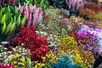 Cận Tết Tân Sửu: Hoa tươi Trung Quốc lấn át hoa Việt