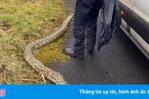 Điều tra vụ con trăn khổng lồ chết vì lạnh ở Scotland