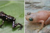 Phát hiện loại ếch đổi màu đầy thú vị