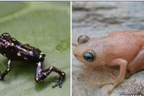 Phát hiện loại ếch đổi màu đầy thú vị