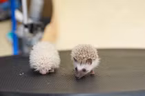 Thú chơi nhím cảnh lạ, độc mới xuất hiện tại Hà Nội