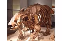 Phát hiện hóa thạch con lười khổng lồ to như con voi