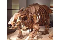 Phát hiện hóa thạch con lười khổng lồ to như con voi