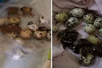 Xôn xao nắng nóng kỷ lục khiến trứng... tự nở thành con