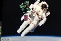 Rau trên trạm không gian quốc tế được trồng thế nào?