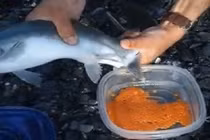 Thú vị khoảnh khắc lấy trứng cá hồi Alaska