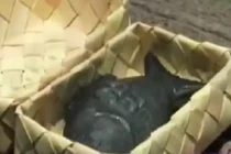 Kỳ lạ việc nấu ăn với cá làm bằng sắt ở Campuchia