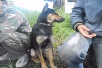 Cười tít mắt xem chó nghiệp vụ ngủ gật gù