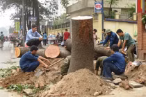 Thủ tướng chỉ đạo thanh tra vụ thay thế cây xanh ở HN