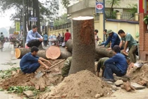 Thủ tướng chỉ đạo thanh tra vụ thay thế cây xanh ở HN