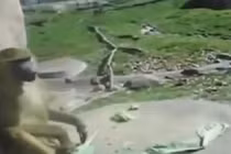 Chết cười với con khỉ thô lỗ nhất quả đất