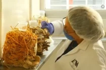 Độc đáo công nghệ trồng nấm từ tã bỉm bẩn