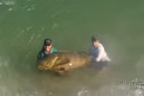 Cần thủ gây choáng khi câu được cá khổng lồ 200kg