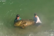 Cần thủ gây choáng khi câu được cá khổng lồ 200kg
