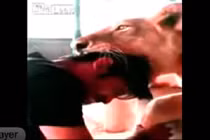 Kinh hoàng sư tử ngoạm cả đầu người