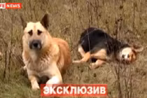 Cảm động chú chó canh xác bạn gái suốt 1 tuần