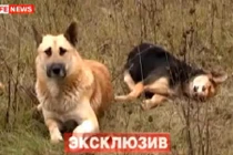 Cảm động chú chó canh xác bạn gái suốt 1 tuần