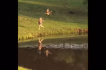 Trêu chọc vịt trời, bé gái suýt nhận quả đắng