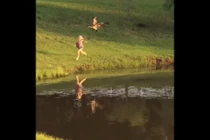 Trêu chọc vịt trời, bé gái suýt nhận quả đắng