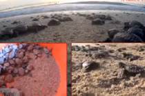 Ra Côn Đảo xem rùa biển đẻ trứng 