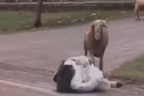 Con dê côn đồ thích trêu ghẹo người đi đường