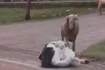 Con dê côn đồ thích trêu ghẹo người đi đường