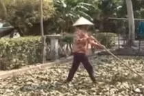 Khó hiểu hiện tượng thương lái thu mua lá mãng cầu xiêm