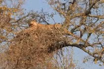 Xem báo đốm liều lĩnh leo cây làm thịt tổ đại bàng