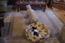 Cười tít mắt cảnh chó mèo tranh giành chỗ ngủ