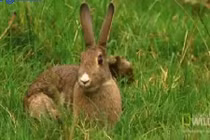 Độc chiêu thôi miên săn thỏ của chồn Ecmin