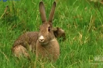 Độc chiêu thôi miên săn thỏ của chồn Ecmin