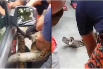 Tay không bắt trăn mắc kẹt trong nắp capo 