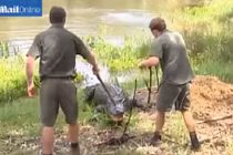 Rùng mình cảnh tay không bắt cá sấu khủng