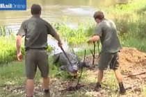 Rùng mình cảnh tay không bắt cá sấu khủng