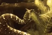 Kỳ lạ loài rắn dùng "râu" quyến rũ con mồi