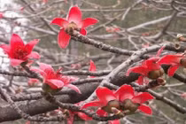 Công dụng quý của hoa gạo với sắc đẹp phụ nữ 