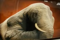 Mê hoặc những tác phẩm Body Painting trên cơ thể người