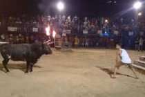 Trêu bò tót, trai trẻ nhận cái kết thảm