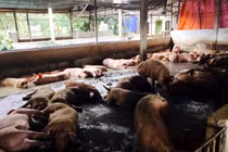 Hãi hùng cảnh chăn nuôi heo siêu nạc bằng chất cấm