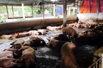 Hãi hùng cảnh chăn nuôi heo siêu nạc bằng chất cấm