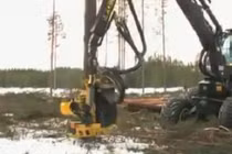 Hạ gục thông cao 20m chỉ trong tích tắc