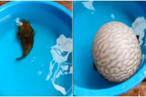 Bất ngờ cá nóc biến thành quả bóng để tự vệ