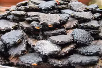 Công dụng chữa viêm xoang thần kỳ của hạt gấc