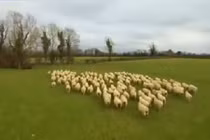 Tận mắt máy bay không người lái... chăn cừu