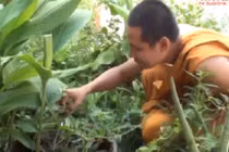 Bài thuốc kỳ diệu trị rắn cắn của nhà sư An Giang