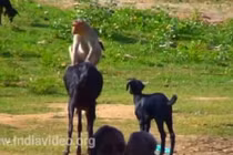 Cười đau ruột xem khỉ trêu dê